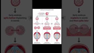 twins biology microorganisms science zygote [upl. by Notffilc]