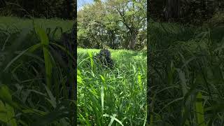 panicum maximum another good pasture grass very good for Nigeria climate [upl. by Alebasi]