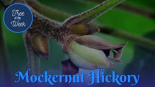 Tree of the Week Mockernut Hickory [upl. by Ttoille]