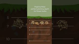 Flower bulbs planting depth [upl. by Kapoor]