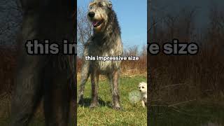 Irish Wolfhounds are among the worlds tallest dog breeds tallestdog dogs irishwolfhound [upl. by Ahsenauj112]