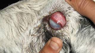 Deep keratitis in a goat 🐐 Pinkeye in goats Mycoplasma conjunctivae ampChlamydia organisms 🐐🐐🐐 [upl. by Paula]