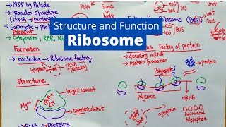 Ribosome Structure and Function  What is a Ribosomes [upl. by Olinde]