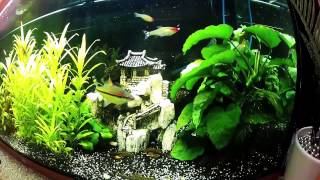 Aquarium Juwel 200L [upl. by Story]