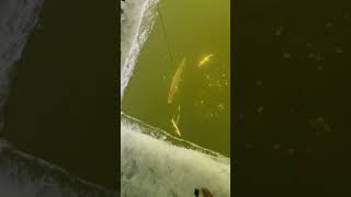 Spearing northern pike  Let the comments role  fishing spearfishing bass [upl. by Einafpets]