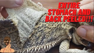 ULTIMATE FULL SHED BEARDED DRAGON PEELING EXTRA CRUNCHY 4K NOSE BOOGERS TWISTING TAIL CLEAN BELLY [upl. by Jochebed317]