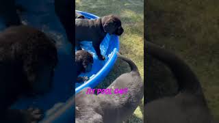 Puppies Love The Water [upl. by Fronia]