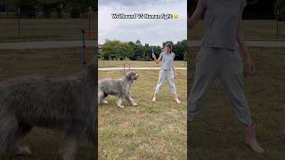 No wolfhounds or humans been harmed in making this video 🙃 irishwolfhound [upl. by Anahpos]