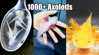 You WONT BELIEVE what Axolotls can do  10 mind blowing facts revealed [upl. by Yawnoc]