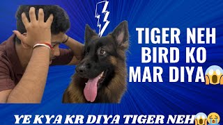 German shepherd Attack On Bird😱  Tiger neh bird ko maar diya😱😱 [upl. by Eshelman]