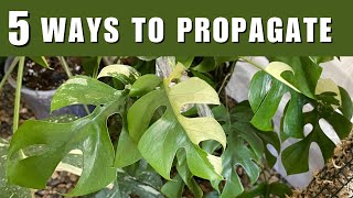 5 Ways to Propagate Rhaphidophora Tetrasperma Mini Monstera [upl. by Walls]