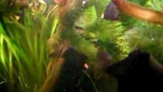 My 200 l Cold water fish tank  200 l Kaltwasseraquarium 37 [upl. by Tiana]