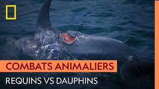 Les conflits entre dauphins et requins [upl. by Kcirtap94]