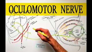 Oculomotor Nerve  Anatomy Tutorial  Made easy [upl. by Terryl]