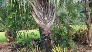 The Curious and Cool Triangle Palm  Dypsis decaryi [upl. by Carlie]