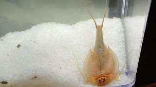 Triops  Smithsonian Prehistoric Sea Monsters 2 [upl. by Ladnor]