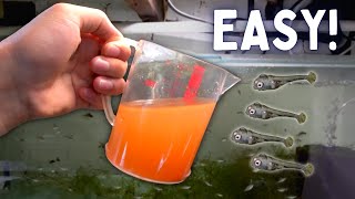 How to Hatch Brine Shrimp Eggs the Easiest Way [upl. by Alohs]