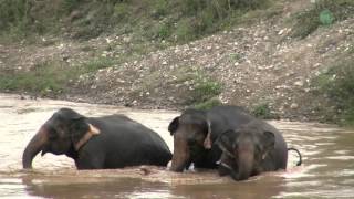 3 Elephants greeting each other in the river [upl. by Hewes552]