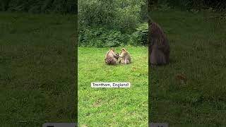 Incredible Monkey experience in England monkeyforest [upl. by Eveline]