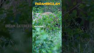 parambikulam tiger reserve shorts palakkad parambikulam [upl. by Pruter]