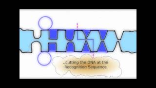 How Restriction Enzymes interact with DNA [upl. by Hadlee]