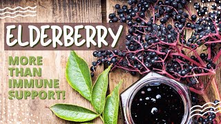 Elderberry  The key to boosting your immune system [upl. by Enirual]