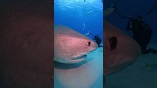 Happy Tiger Shark Sunday🐬🦈🤿🌊shorts youtubeshorts shortsfeed shortvideo viralvideo trending [upl. by Tempest148]