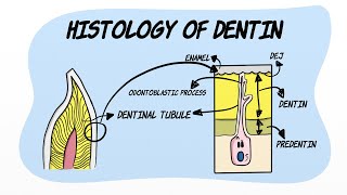 Histology of Dentin [upl. by Anaihk996]