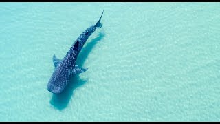 Discover the World of Whale Sharks • Daily Dose of Nature [upl. by Hasty]