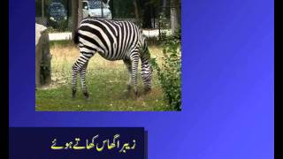 herbivores carnivores omnivores in urdu [upl. by Beitris993]