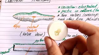 Division bacillariophyta type pinnularia for class BSc BS PART 1 [upl. by Aicilet]