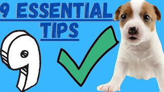 Jack Russell Terrier Puppies 9 Critical Tips To Implement With Jack Russell Terrier Puppies [upl. by Gerrie]