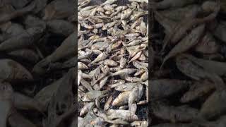 Smoked fishfermented Dried smoke villagelife fish [upl. by O'Neil]