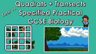 Quadrats  Transects Specified Practical  WJEC Biology  GCSE REVISION Year 11 [upl. by Nidya130]