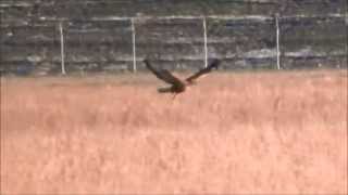 SlowmotionLonglegged Buzzard catches prey  Arendbuizerd vangt prooi Buteo rufinus [upl. by Salangi407]