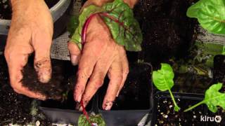 Divide Swiss chard transplants  John Dromgoole  Central Texas Gardener [upl. by Cristy]