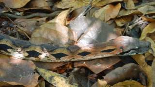 Madagascan Ground Boa acrantophis madagascariensis [upl. by Nnyre]