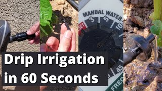 Drip Irrigation in 60 Seconds Shorts [upl. by Cinelli]