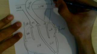 Cardiophysiology 1 Blood flow through the heart [upl. by Sink]