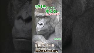 WorldGorillaDay September 24 世界ゴリラの日 9月24日 [upl. by Agosto]