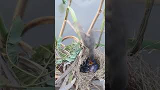 The mother bird is surprised that her baby feed in nest EP045 birds beautifulbird wildlife bird [upl. by Fraze]