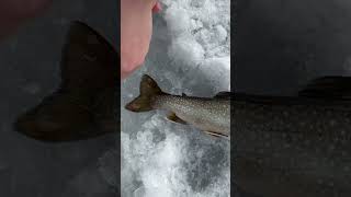 Difference Between a Splake and a Brook Trout 🎣 fishing trout troutfishing maine [upl. by Llekcor]