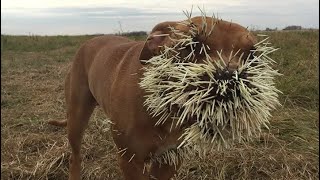 Porcupine Showdowns When Predators Pick the Wrong Fight [upl. by Meihar]