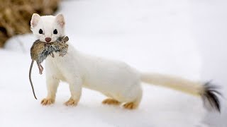 The Stoat  a fearless acrobat and rabbit hunter Interesting facts about Stoats [upl. by Konikow]