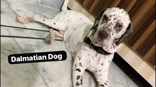 Dalmatian Dog dalmation familypet [upl. by Jillian]