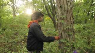 Harvesting Pignut amp Shagbark Hickory Nuts [upl. by Ackler]