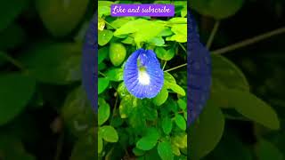 Aprajita plant tips and benefits subscribe for more gardening trending garden explore shorts [upl. by Elleirb570]