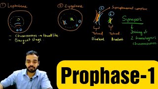 Prophase1 Leptotene Zygotene Pachytene Diplotene amp Diakinesis prophase celldivision [upl. by Gussi]