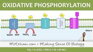 Cellular Respiration  Oxidative Phosphorylation  Post 16 Biology A Level PreU IB AP Bio [upl. by Daile]