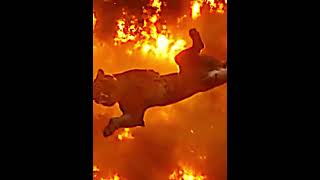 Shere Khan VS Mufasa live action [upl. by Hadwin]